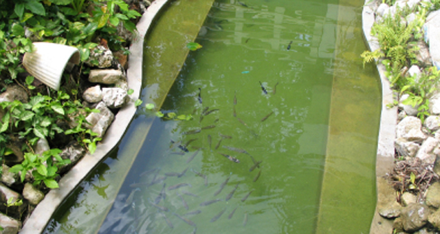 pond liner