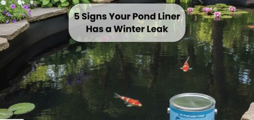 koi pond showing water loss due to winter pond liner leak