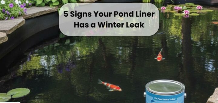 koi pond showing water loss due to winter pond liner leak